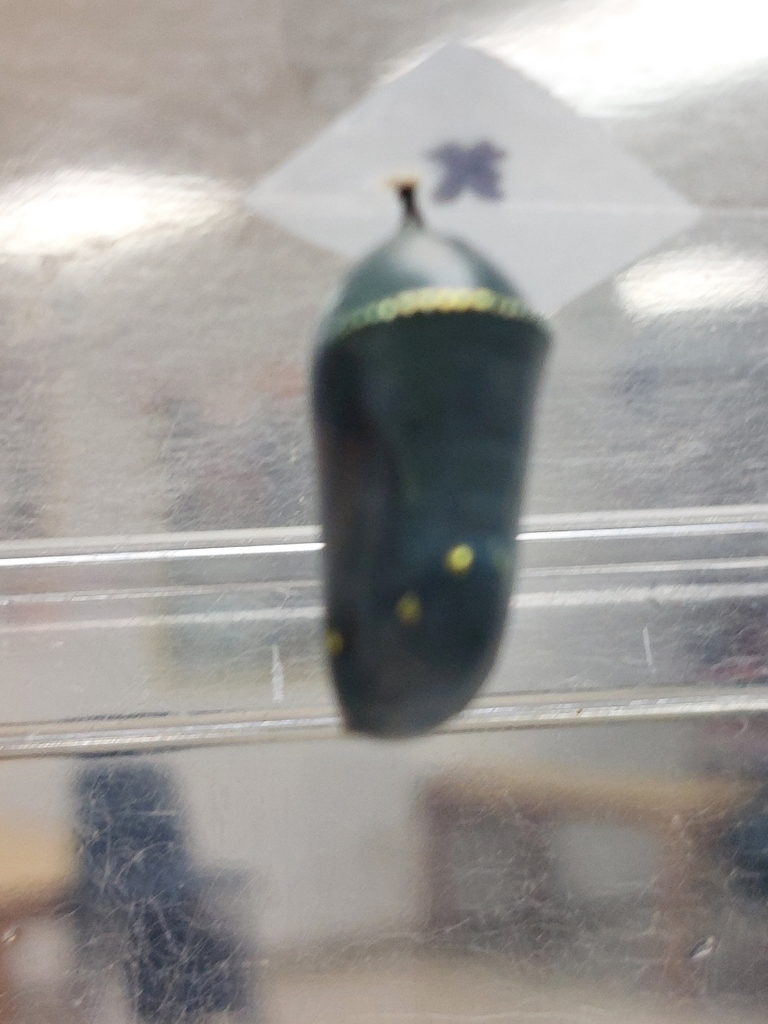 a green chrysalis (not ready to emerge)