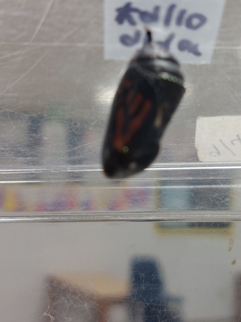 clear chrysalis (getting close to butterfly time!)